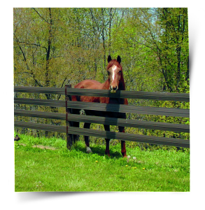 horse fence nj